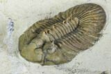 Spiny Scabriscutellum Trilobite - Rare Type #108752-2